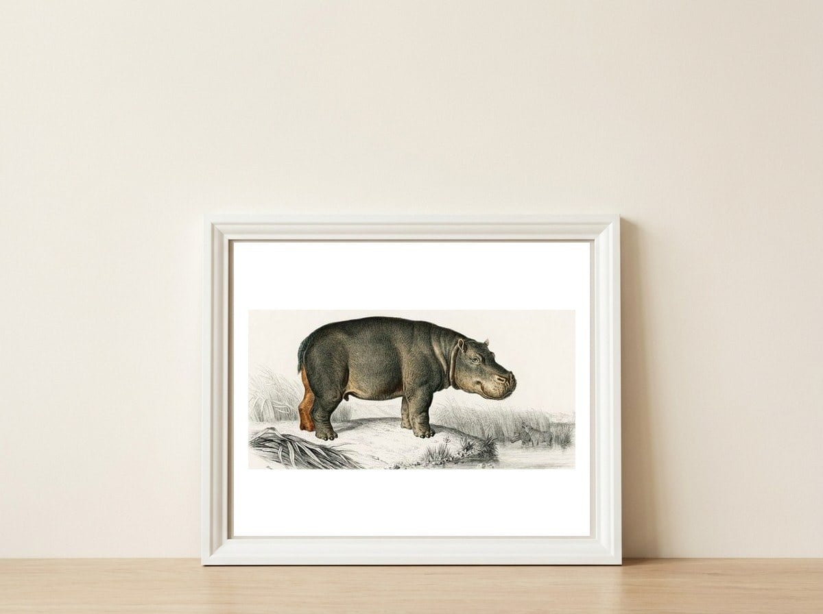 Hippopotamus illustrated — framed, leaning against the wall