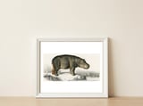 Hippopotamus illustrated — framed, leaning against the wall thumbnail