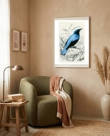 Square-tailed drongo illustrated framed in a tender room thumbnail