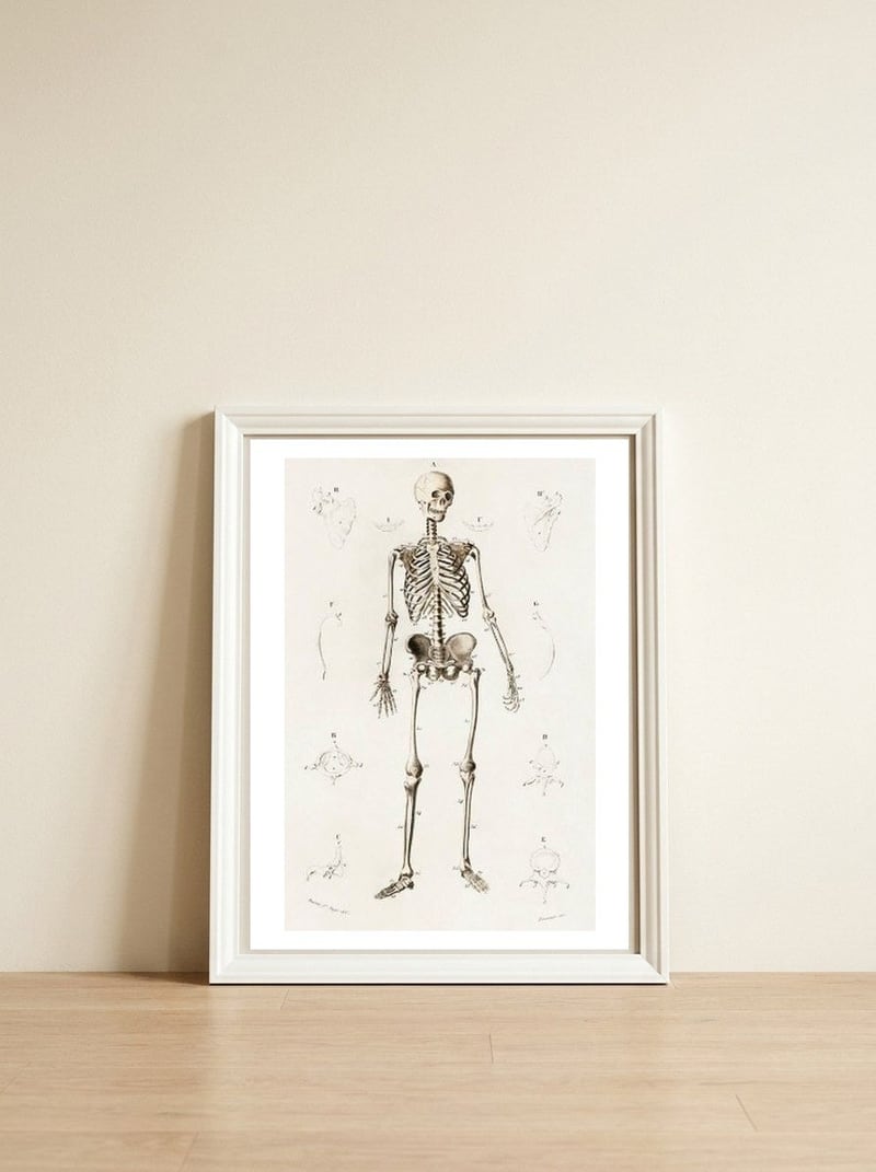 Human skeleton illustrated — framed, leaning against the wall