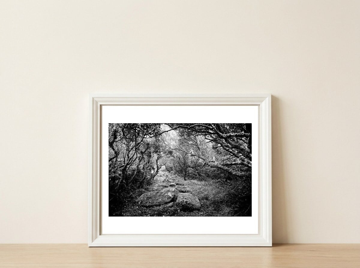 Undergrowth in black and white — framed, leaning against the wall