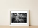 Undergrowth in black and white — framed, leaning against the wall thumbnail