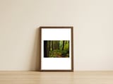 Old Growth Forest — framed, leaning against the wall thumbnail