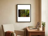 Old Growth Forest framed in a focused room thumbnail