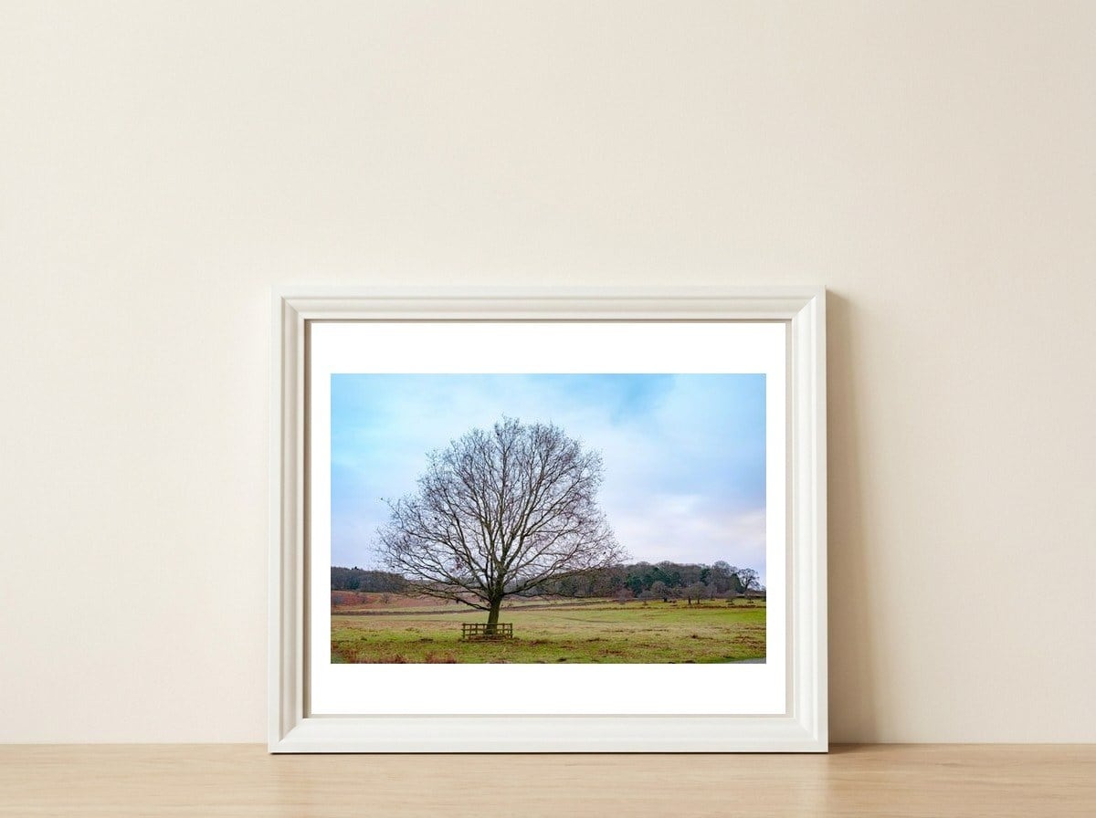 Young Oak Tree in Winter  — framed, leaning against the wall