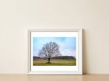 Young Oak Tree in Winter  — framed, leaning against the wall thumbnail