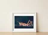 Armor — framed, leaning against the wall thumbnail