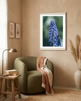 Blue Bells framed in a tender room thumbnail