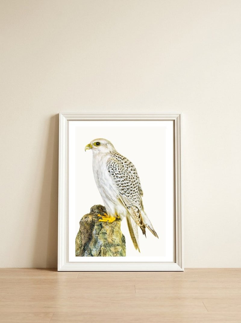 Cc Birds 03 — framed, leaning against the wall