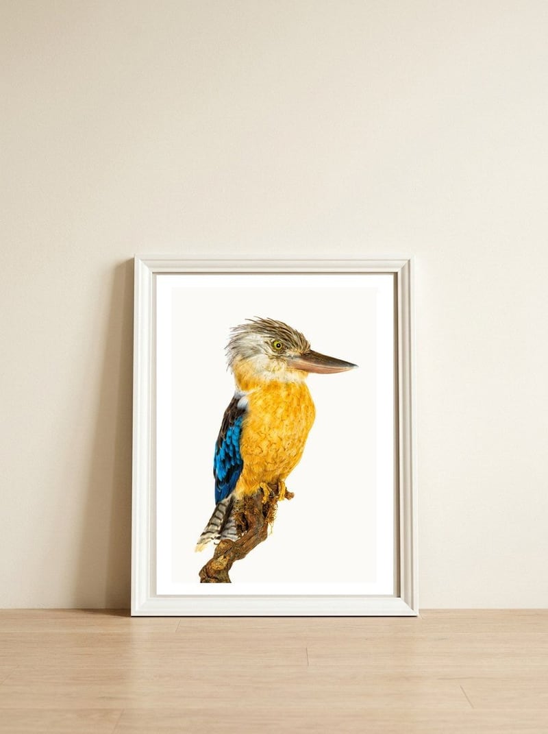 Cc Birds 07 — framed, leaning against the wall