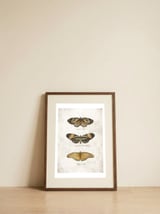 Butterflies IV — framed, leaning against the wall thumbnail