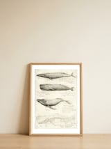Whales — framed, leaning against the wall thumbnail