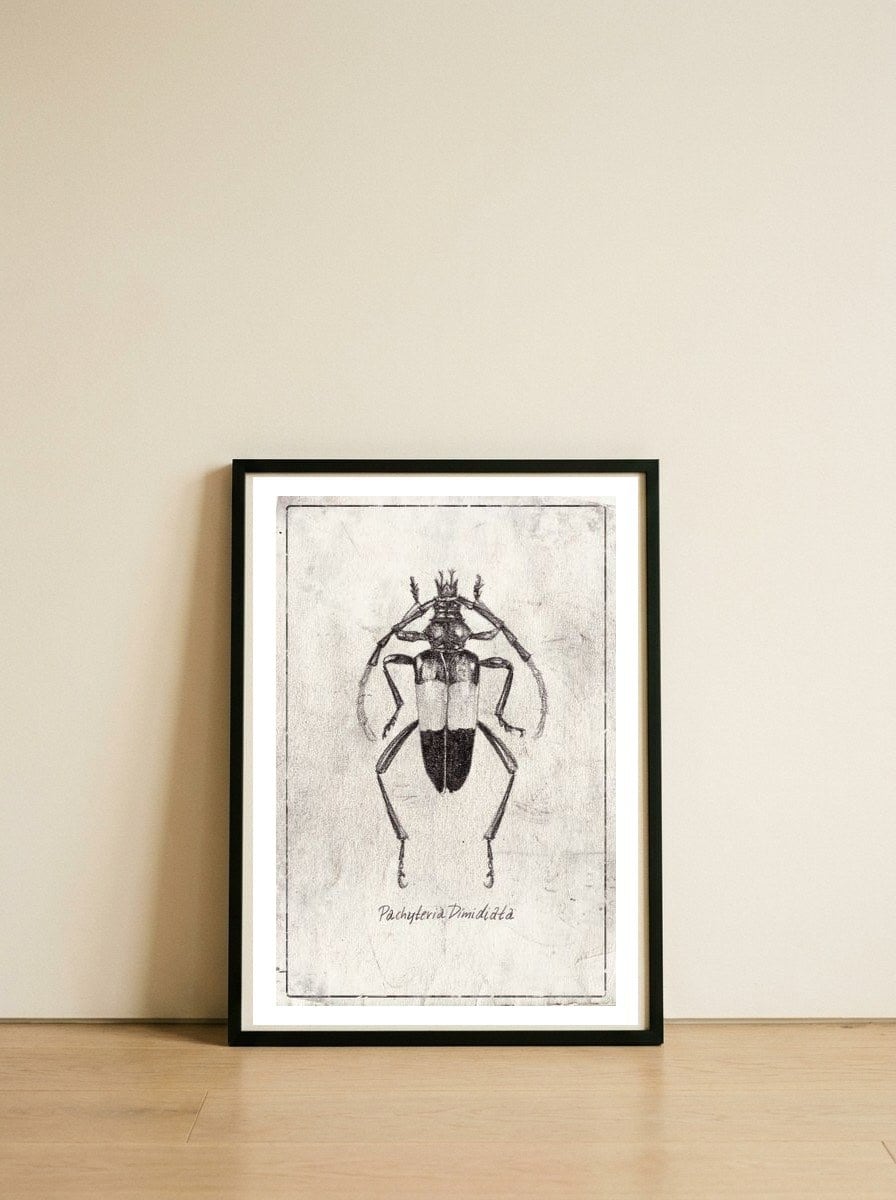 Pachyteria Dimidiata — framed, leaning against the wall