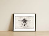 Vespa Tropica — framed, leaning against the wall thumbnail