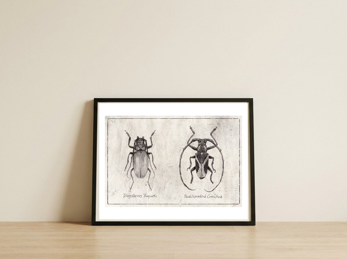Dorysthenes Buqueti — framed, leaning against the wall