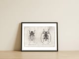 Dorysthenes Buqueti — framed, leaning against the wall thumbnail
