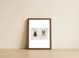 Xylotrupes Gideon Odontolabis Elegans — framed, leaning against the wall thumbnail