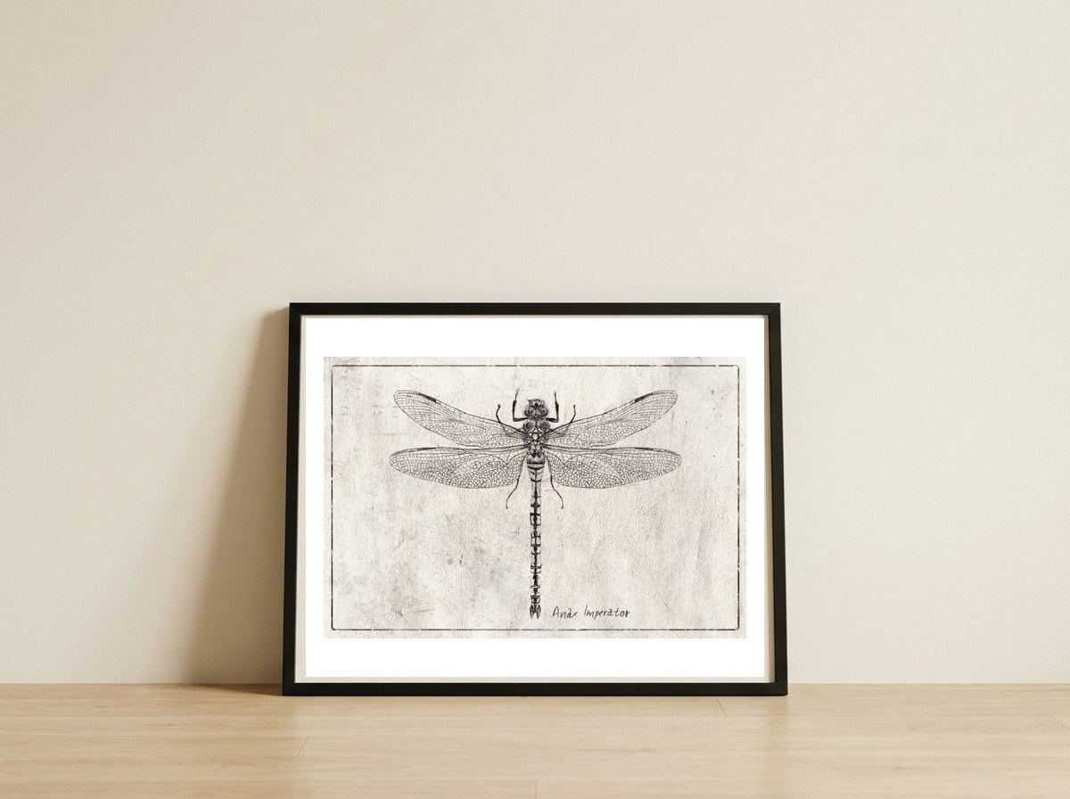 Anax Imperator — framed, leaning against the wall