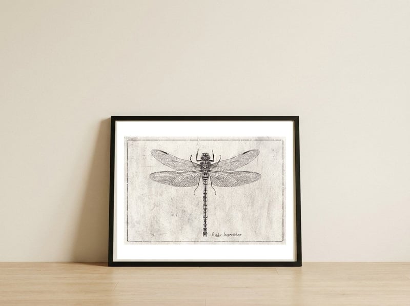 Anax Imperator — framed, leaning against the wall