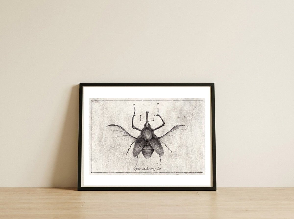 Cyrtotracheulus Dux — framed, leaning against the wall