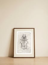 Phyllium Siccifolium — framed, leaning against the wall thumbnail