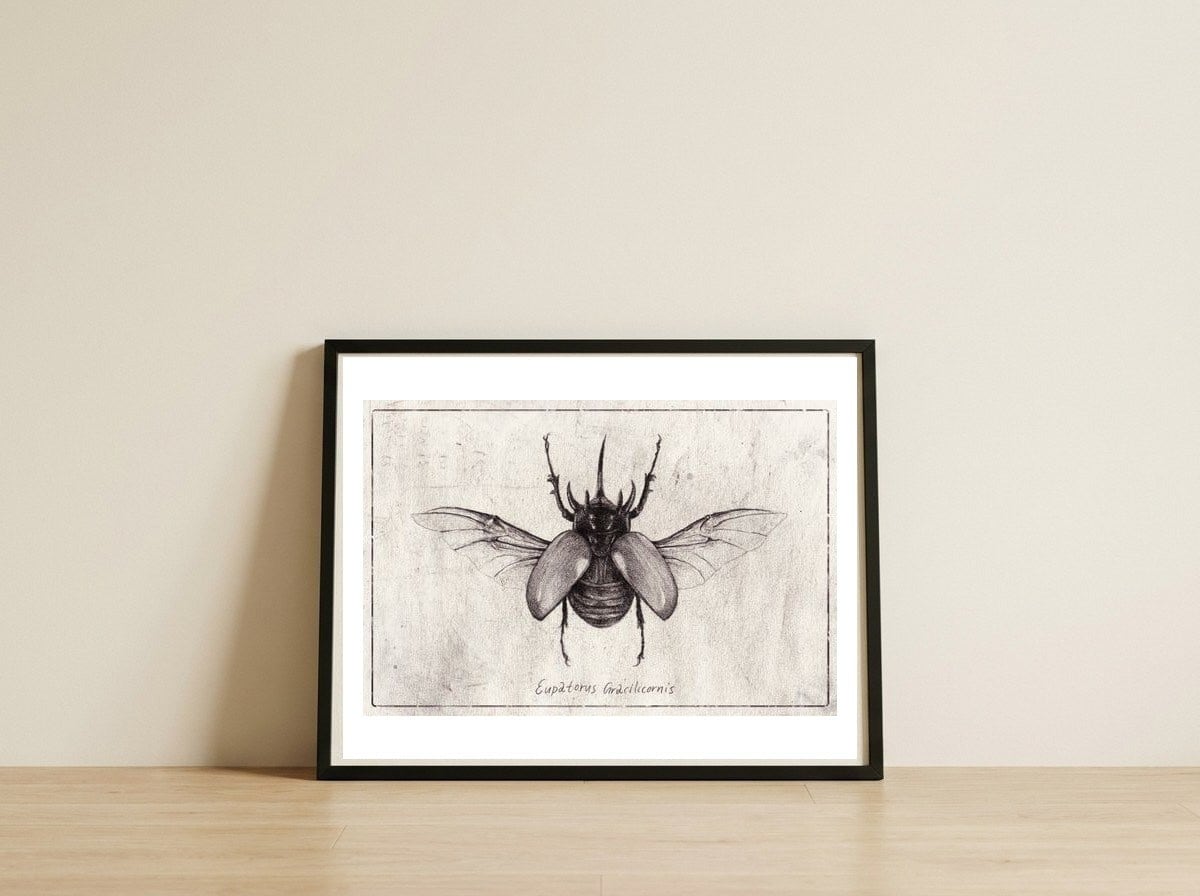 Eupatorus Gracilicornis — framed, leaning against the wall