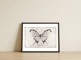 Marpesia Petreus — framed, leaning against the wall thumbnail