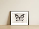 Danaus Plexippus — framed, leaning against the wall thumbnail