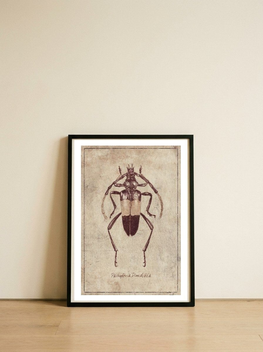 Pachyteria Dimidiata — framed, leaning against the wall