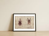 Xylotrupes Gideon Odontolabis Elegans — framed, leaning against the wall thumbnail