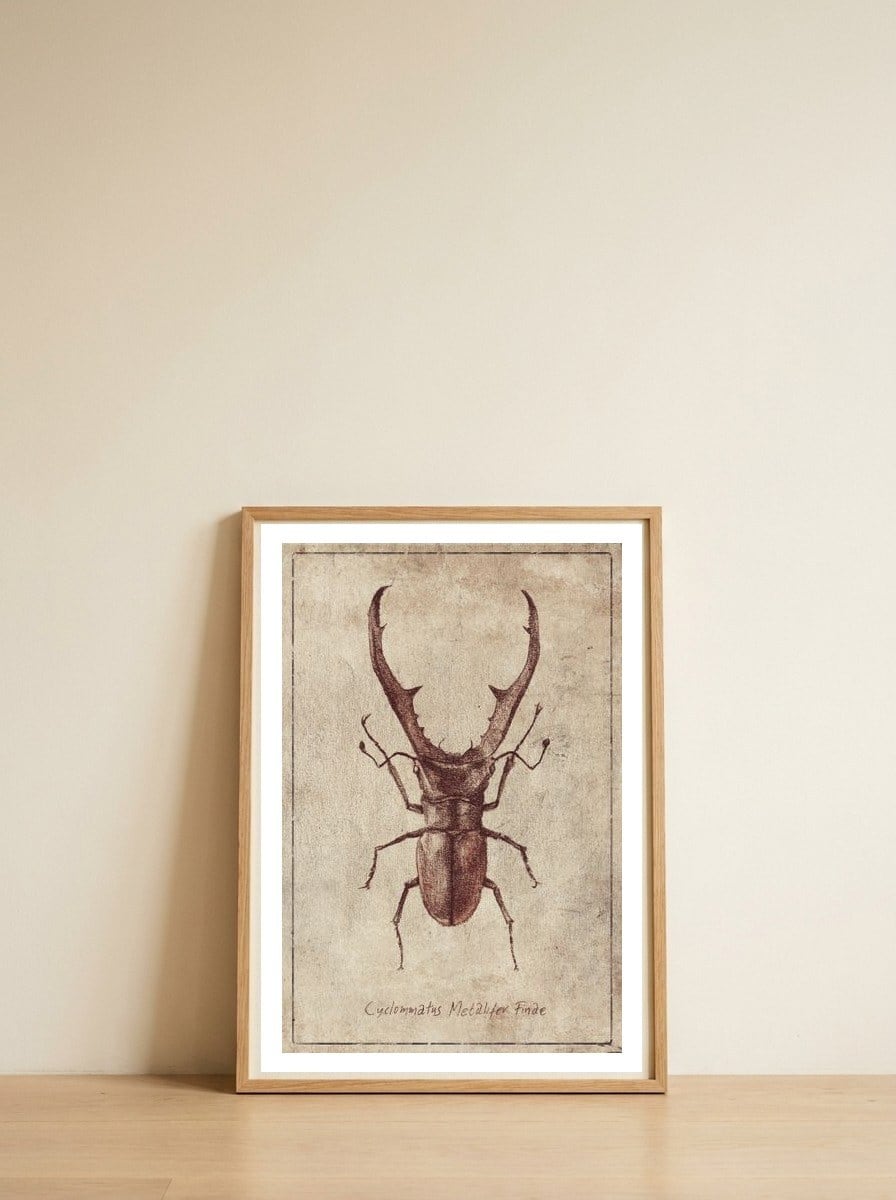 Cyclommatus Metalifer Finae — framed, leaning against the wall