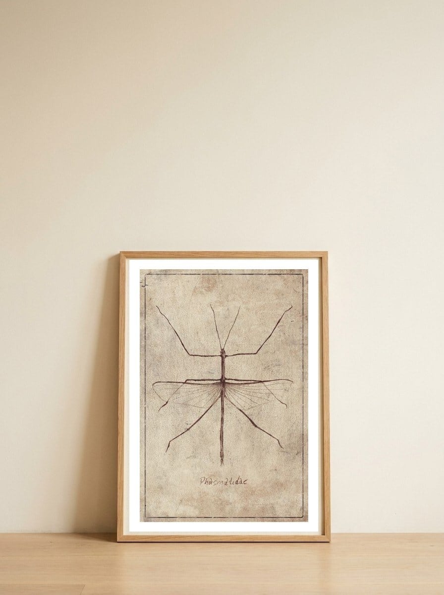 Phasmatidae — framed, leaning against the wall