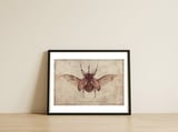 Eupatorus Gracilicornis — framed, leaning against the wall thumbnail