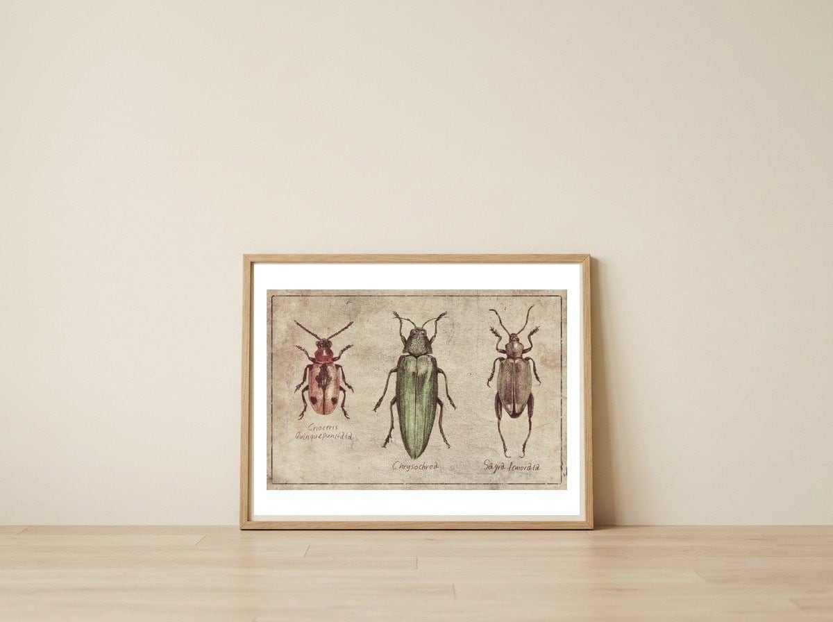 Crioceris Quinquepunctata Chrysochroa Sagra Femorata — framed, leaning against the wall