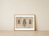 Crioceris Quinquepunctata Chrysochroa Sagra Femorata — framed, leaning against the wall thumbnail