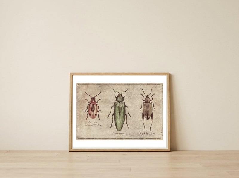 Crioceris Quinquepunctata Chrysochroa Sagra Femorata — framed, leaning against the wall