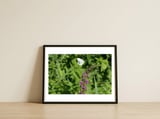 Butterfly Touchdown — framed, leaning against the wall thumbnail