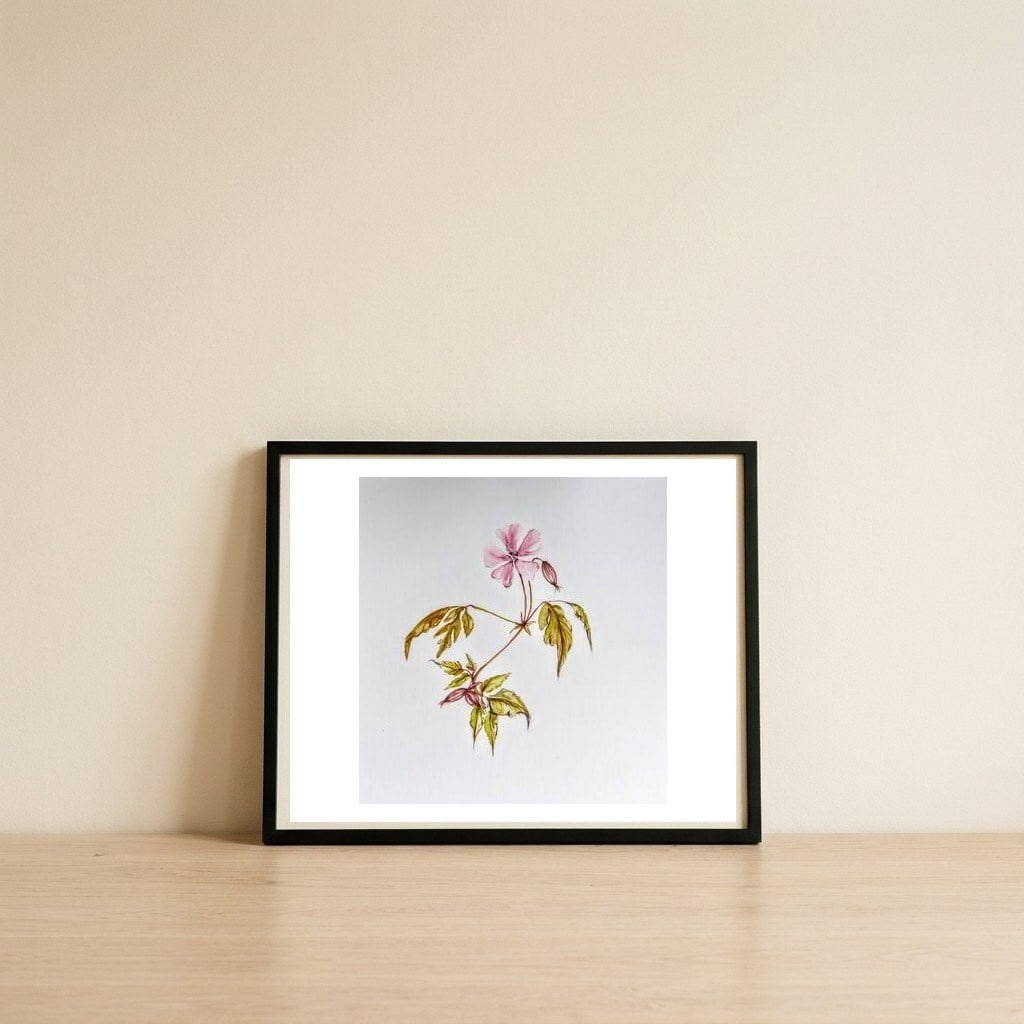 Herb Robert, Geranium Robertianum — framed, leaning against the wall
