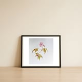Herb Robert, Geranium Robertianum — framed, leaning against the wall thumbnail