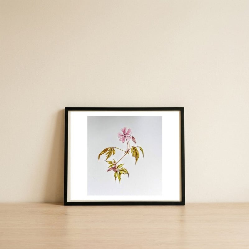 Herb Robert, Geranium Robertianum — framed, leaning against the wall