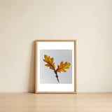 Oak Leaves, Autumn — framed, leaning against the wall thumbnail