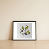 Sloe, Blackthorn Berries — framed, leaning against the wall thumbnail