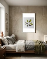 Sloe, Blackthorn Berries framed in a grounding room thumbnail
