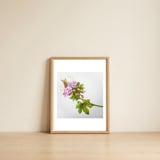 Meadow Cranesbill — framed, leaning against the wall thumbnail