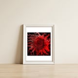Midnight Sun — framed, leaning against the wall thumbnail