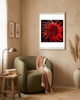 Midnight Sun framed in a tender room thumbnail