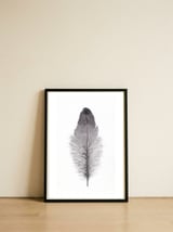 Feather — framed, leaning against the wall thumbnail