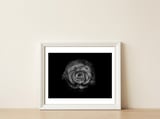 Backyard Flowers In Black And White No 64 — framed, leaning against the wall thumbnail