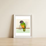 Senegal parrot watercolor — framed, leaning against the wall thumbnail