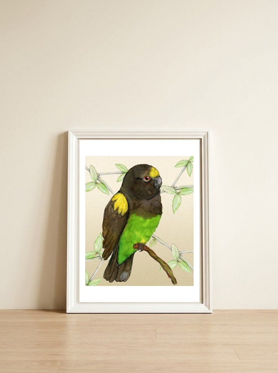 Meyer's parrot watercolor — framed, leaning against the wall